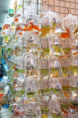 Bags Gold Fish Sale Hong Kong