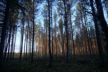 A beautiful night in woods, located in Kokkola, Finland