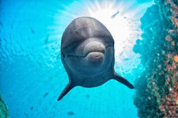 dolphin underwater on the reef background © Andrea Izzotti