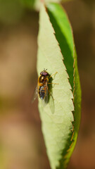 fly on leaf