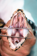 snake without prey being examined by a a specialized veterinarian
