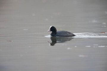 Foulque macroule Fulica atra nageant sur un étang