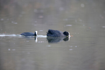 Foulque macroule Fulica atra nageant sur un étang