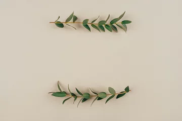 Grüne Eukalyptuszweige auf beigem Hintergrund. Flache Lage, Draufsicht. © Anna