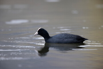 Foulque macroule Fulica atra nageant sur un étang