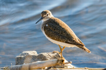 Common Sandpiper Water Bird (Actitis hypoleucos) 