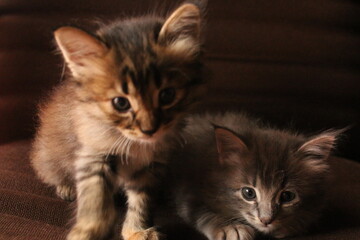 close up of a kitten