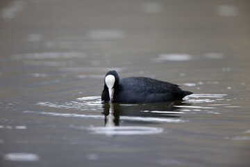 Foulque macroule Fulica atra nageant sur un étang