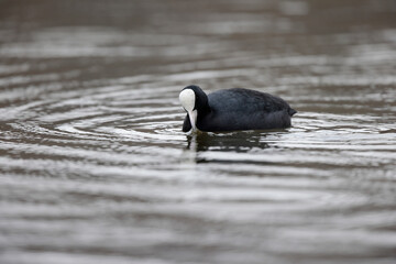 Foulque macroule Fulica atra nageant sur un étang