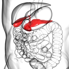 pancreas Human Digestive System Anatomy For Medical Concept 3D