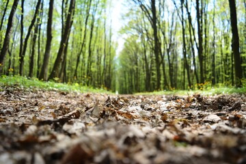 forest in the forest
