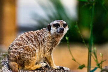 Fototapeta premium meerkat on guard