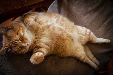 ginger cat sleeping on its back