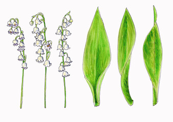 Isolated watercolor drawing of lily of the valley flowers and leaves on white background