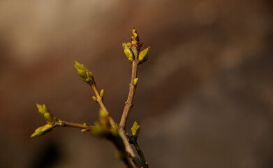 spring