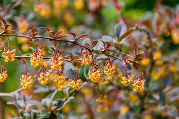 Yellow flowering plant of Thunberg's barberry (Berberis thunbergii), also known as the Japanese...