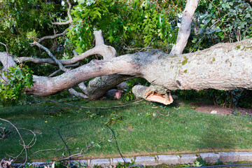 Fallen tree takes wires down with it on a front lawn during storm