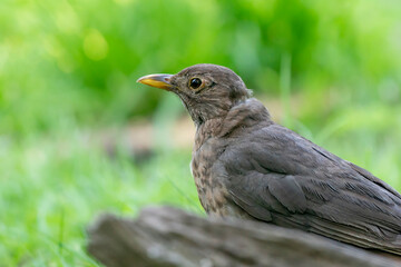 Close-up of female blackbird head half behind a dead stump in the forest. Female blackbird, Turdus merula. Detailed bird