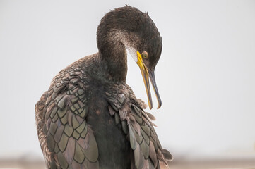 Cormorant portrait, cleaning its feathers, close up in the winter in scotland