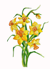 Obraz na płótnie Canvas Isolated watercolor drawing of a bouquet of daffodils on a white background