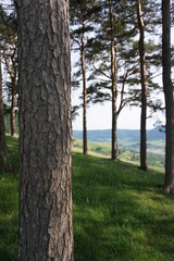 Kieferwald am Berg im Sommer vor schöner Wiese