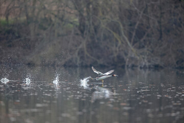 Grèbe huppé Podiceps cristatus sur un étang