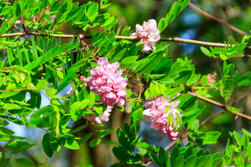 Pink blooming Robinia hispida, known as the bristly locust, rose-acacia, or moss locust