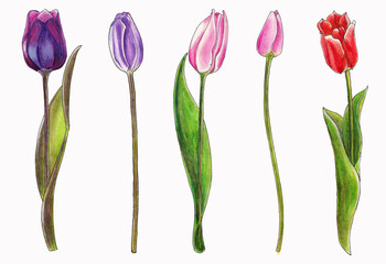 Isolated watercolor drawing of five tulips of red, pink, lilac and purple flowers on a white background
