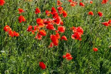 Red poppy flowers on a green meadow