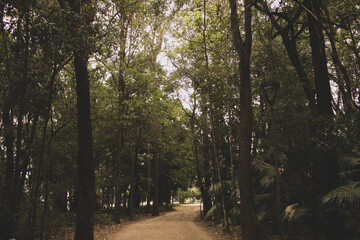 Obraz premium path in the woods