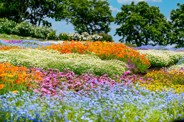 うららかな春の季節の花
美しい花の楽園風景...