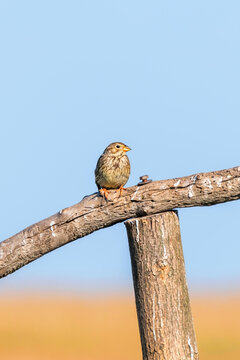 The Corn Bunting, Miliaria calandra