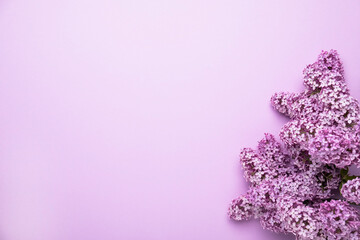 Lilac flowers on color background. Spring is coming concept. Text space