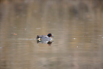 Sarcelle d'hiver Anas crecca mâle nageant à la surface d'un étang avec des refglets colorés