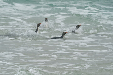 The Rockhopper penguin (Eudyptes chrysocome)