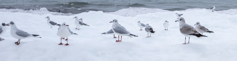 Many gulls fly over the sea. Baltic snow Sea.
