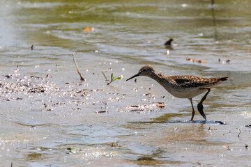 Sandpiper, Wood sandpiper in Shallow Water (Tringa glareola) Wader Bird Sandpiper