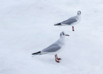 Many gulls fly over the sea. Baltic snow Sea.