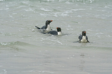 The Rockhopper penguin (Eudyptes chrysocome)