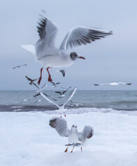 Many gulls fly over the sea. Baltic snow Sea.