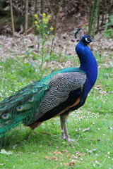 Obraz premium peacock in a zoo in france