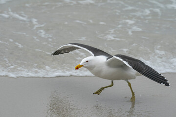 Kelp Gull (Larus dominicanus)