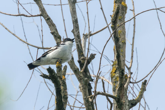Collared Flycatcher Male (Ficedula albicollis) Singing Bird&nbsp;
