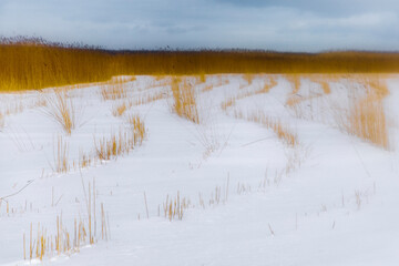 yellow reeds grow on the lake in the winter