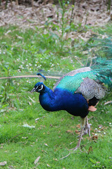 Fototapeta premium peacock in a zoo in france