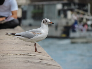 seagull on the pier