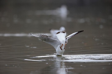 Mouette rieuse Chroicocephalus ridibundus en vol sur un étang avec des reflets colorés