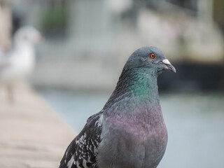 close up of a pigeon