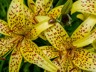Green-banded broodsac a parasitic worm living in amber snail on yellow tiger lily petal