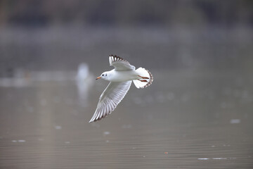 Mouette rieuse Chroicocephalus ridibundus en vol sur un étang avec des reflets colorés